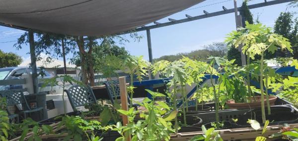 Ban planta y drecha e hardin di FPNC