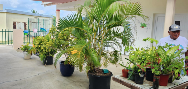 The SABA Sunrise Garden