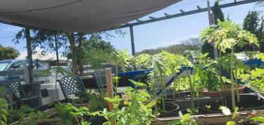 Ban planta y drecha e hardin di FPNC