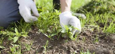 Garden enhancement 